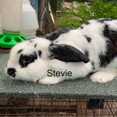 Stevey profile picture