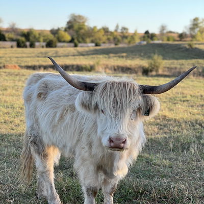 Aspen profile picture