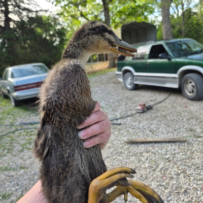 Duck 2 profile picture