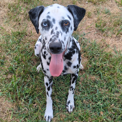 Josie profile picture