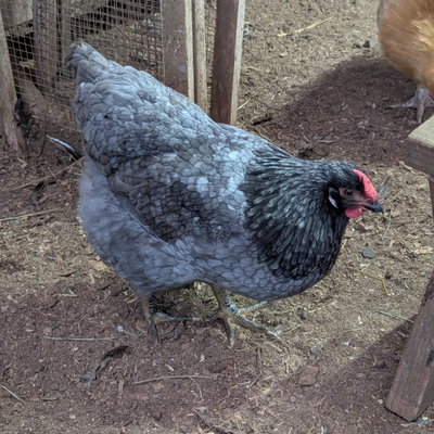 Iris profile picture