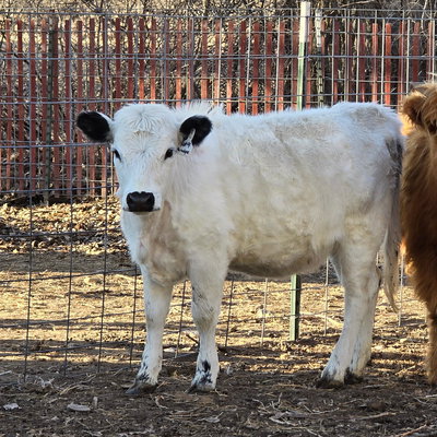 Chanel profile picture