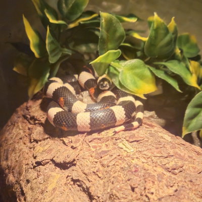 Dexter profile picture