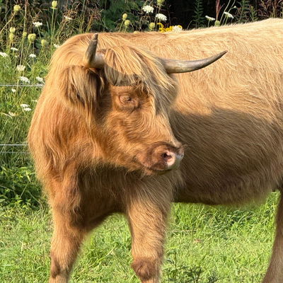 Bonnie profile picture