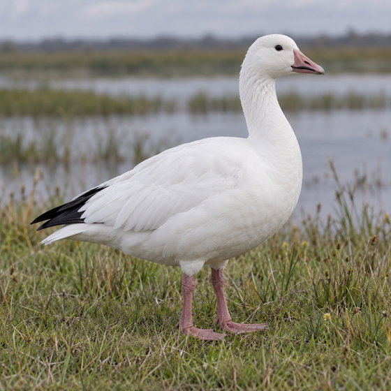 snow goose