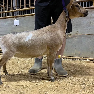 Goat Addiction Opium 5*M profile picture