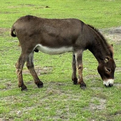 Elvis profile picture