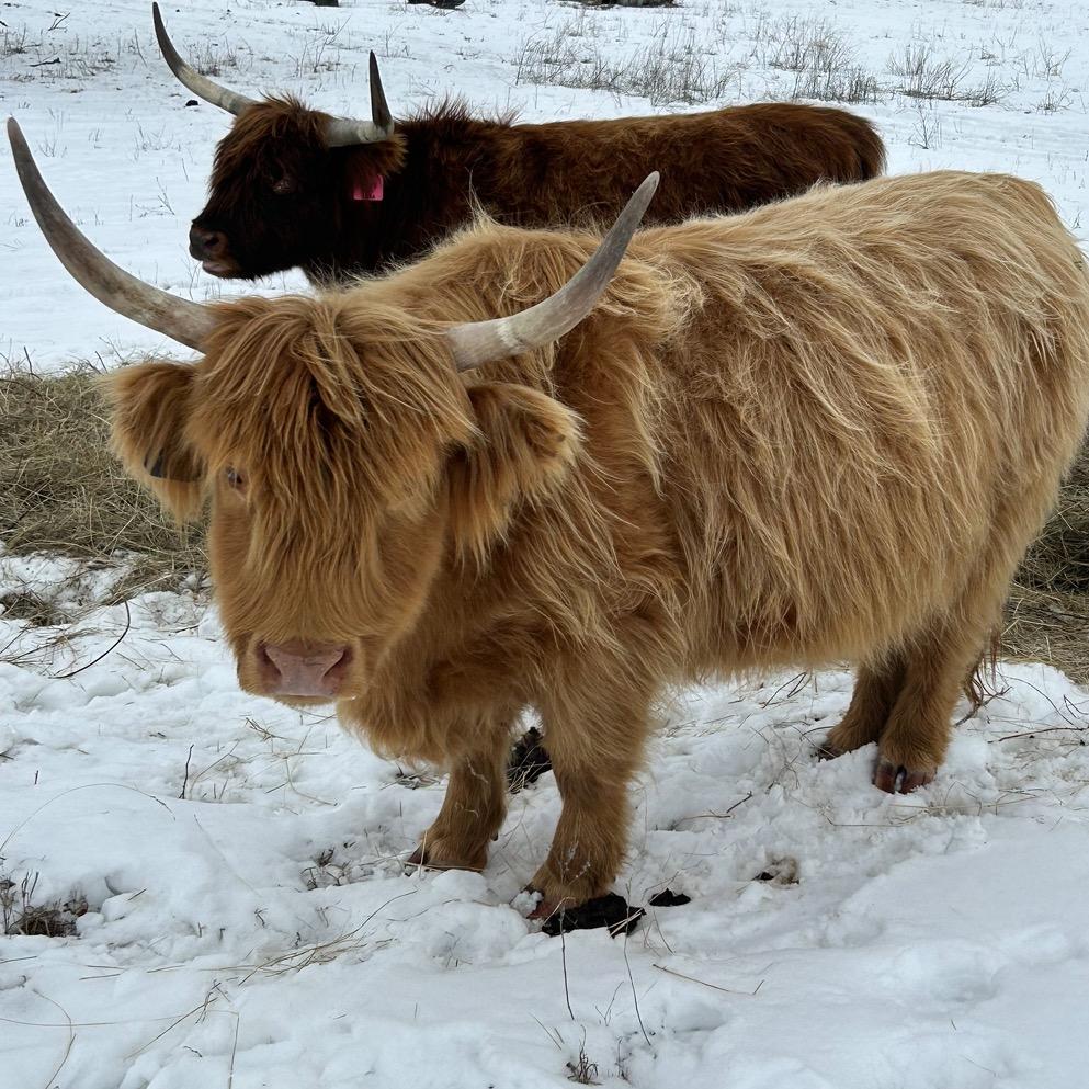 A Peculiar Farm Amaretto