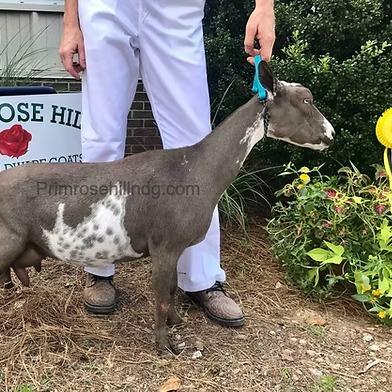 SGCH Farm Oldesouth BBS Blu Gloire 4*M, 5*D AR (VEEE) 90 profile picture