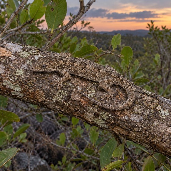 prickly gecko