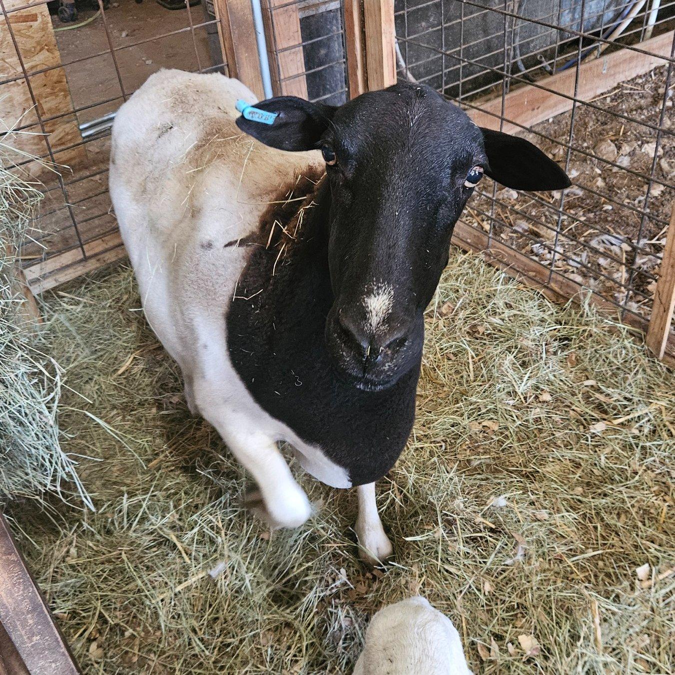 Pepper