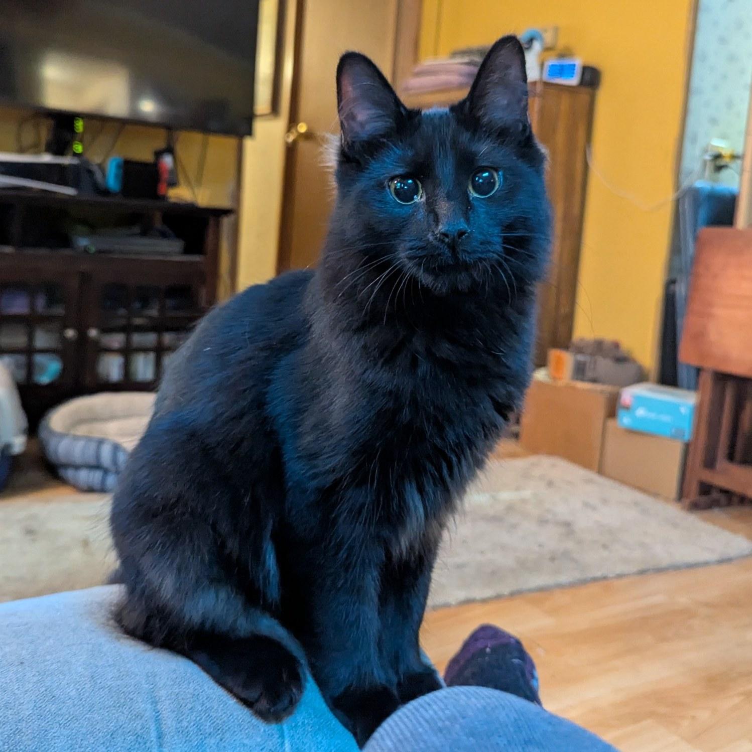 Obsidian (Sid)