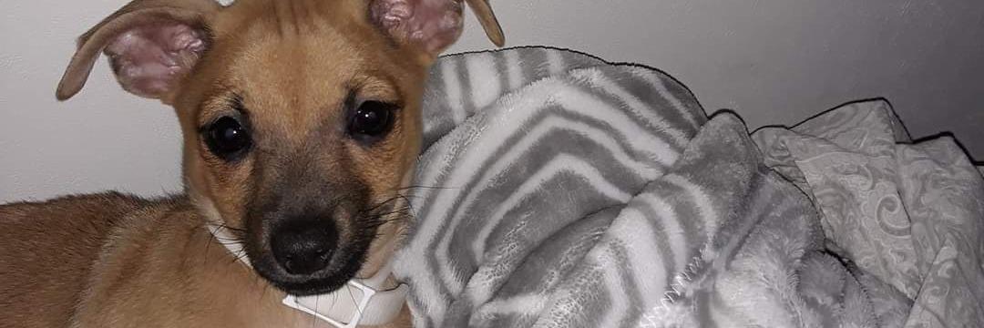 R.L. Riner Pet Transport profile cover image
