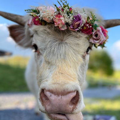 Rina profile picture