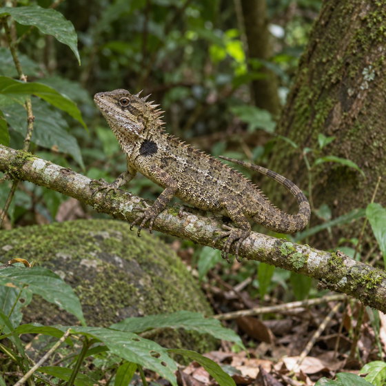brown pricklenape