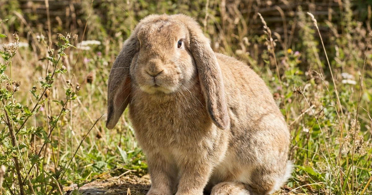 French Rabbit Sigma French Lop Rabbit: Breed Facts, Prices & Breeders | Creatures