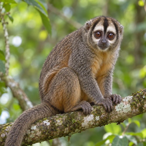 Brumback's night monkey