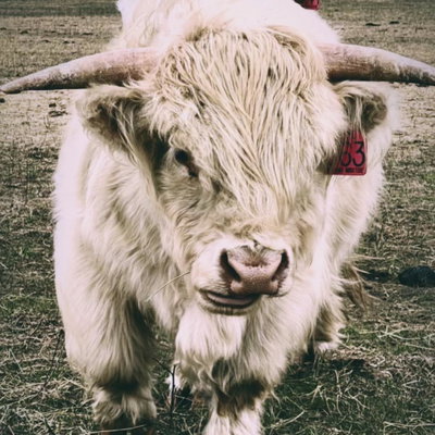 Tarbh profile picture