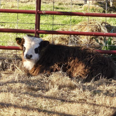 El Bandito profile picture