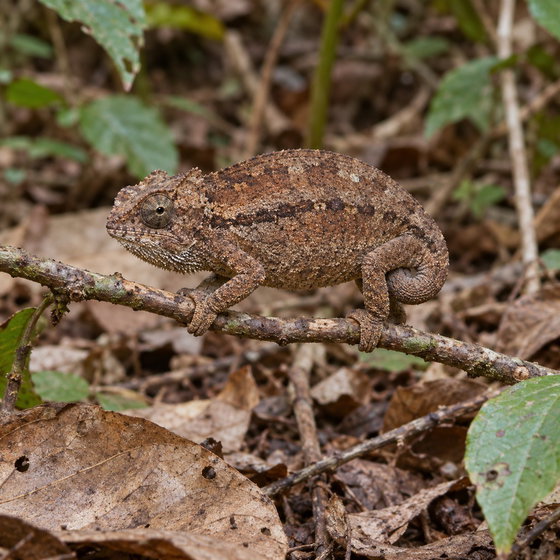 bearded pygmy chameleon