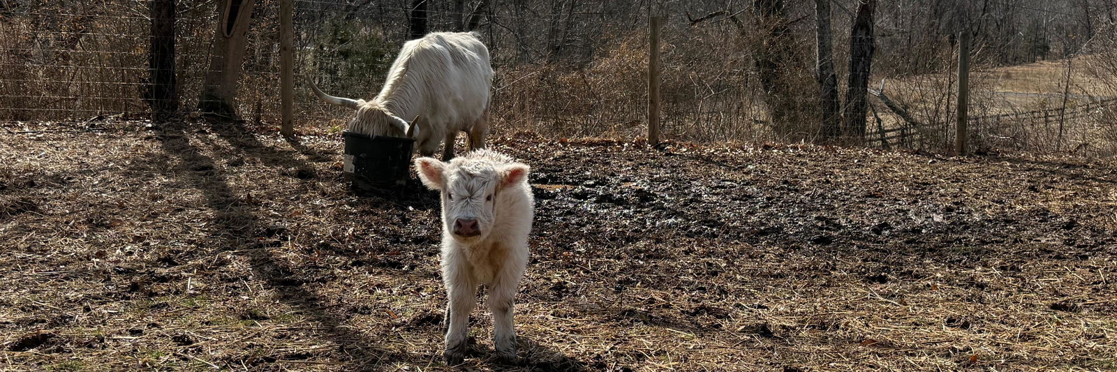 Kirstie profile cover image