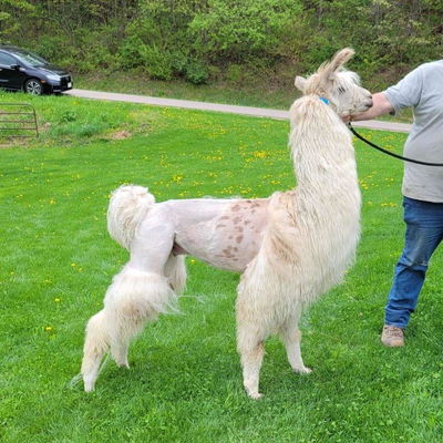 L-Pine Crystal Cashmere profile picture