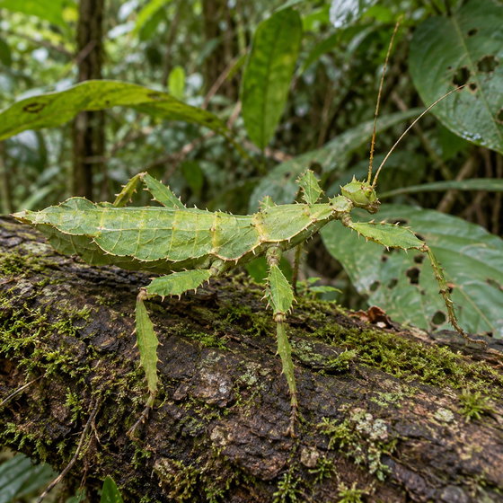 jungle nymph stick insect