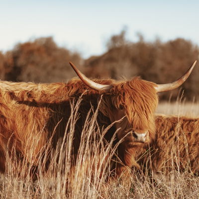 Red Velvet profile picture