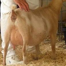 SGCH J-Nels BB Dimples 1*M VVEV88 profile picture