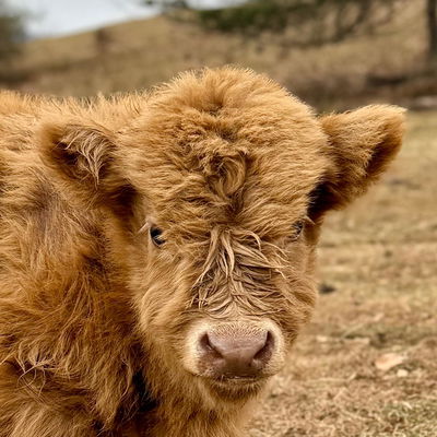 Ivar profile picture