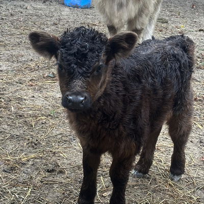 TFF Shania profile picture