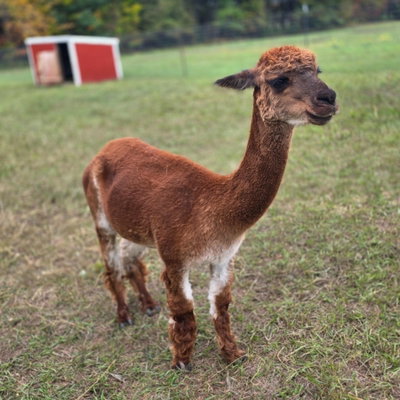 Grace profile picture