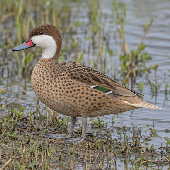 white-cheeked pintail