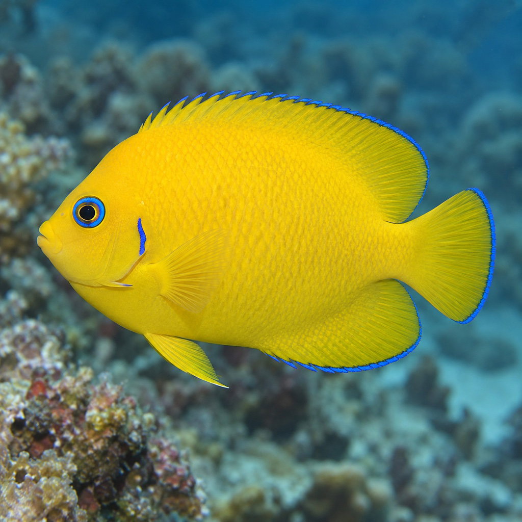 lemonpeel angelfish