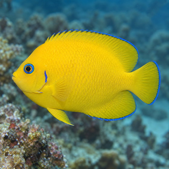 lemonpeel angelfish