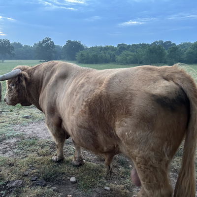 Connor profile picture