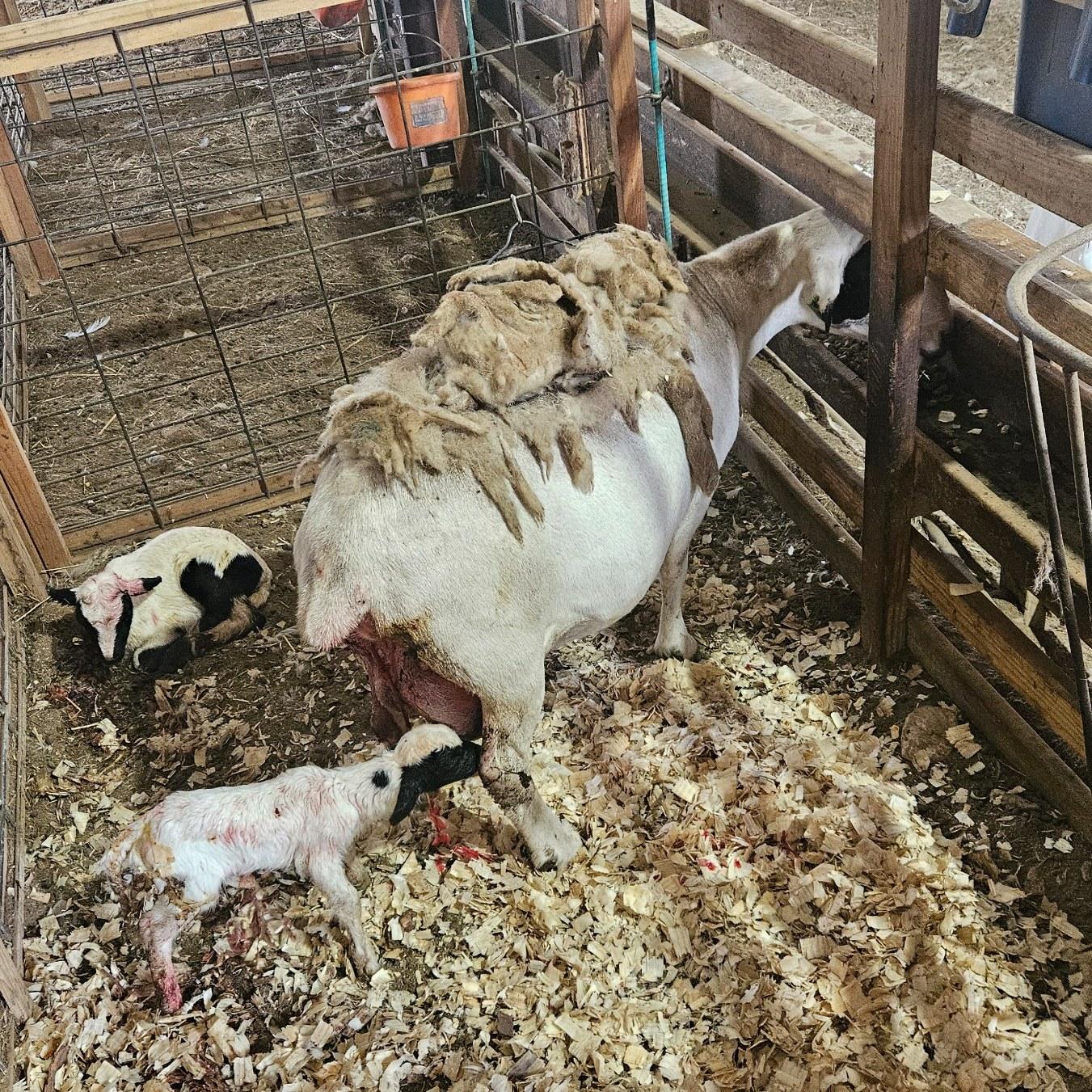 Curly's mom g18