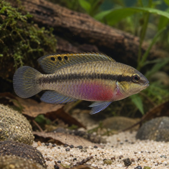 rainbow krib