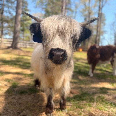 Moochie profile picture