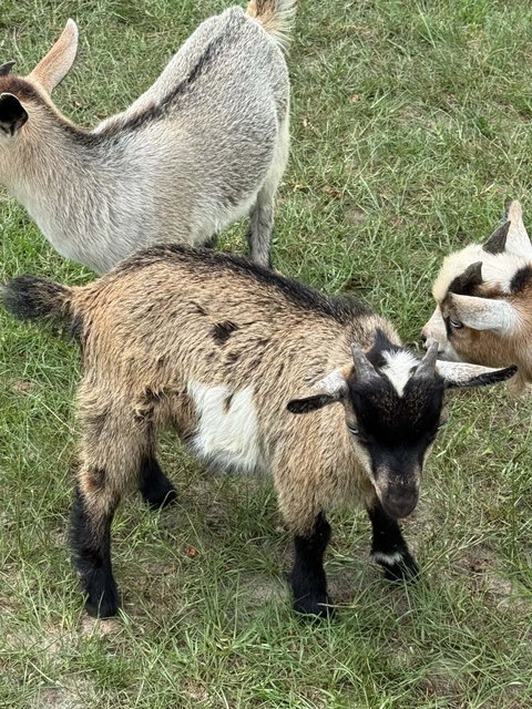 Photo of a Nigerian Dwarf goat recorded as chamoisee