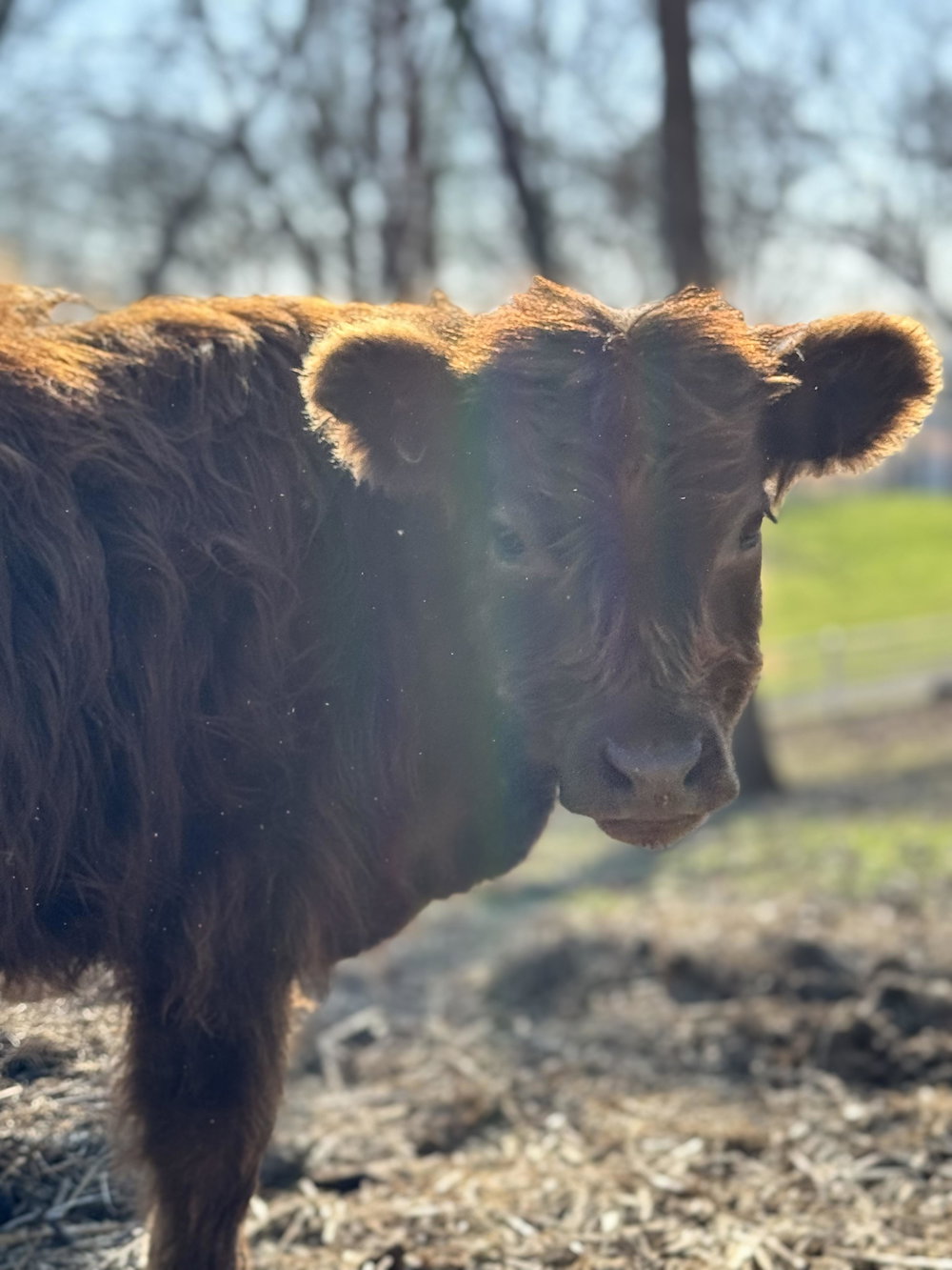 Howdy 🤠, photo 2