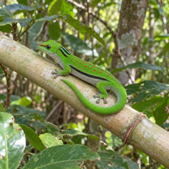 island day gecko