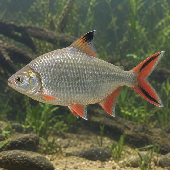 tinfoil barb