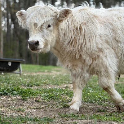 Diesel profile picture