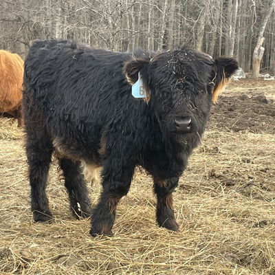 Charcoal profile picture