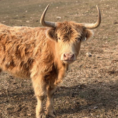 Josie profile picture