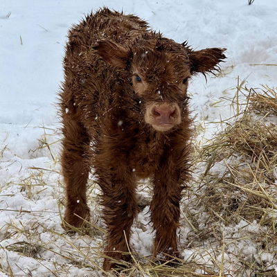 Ivar profile picture