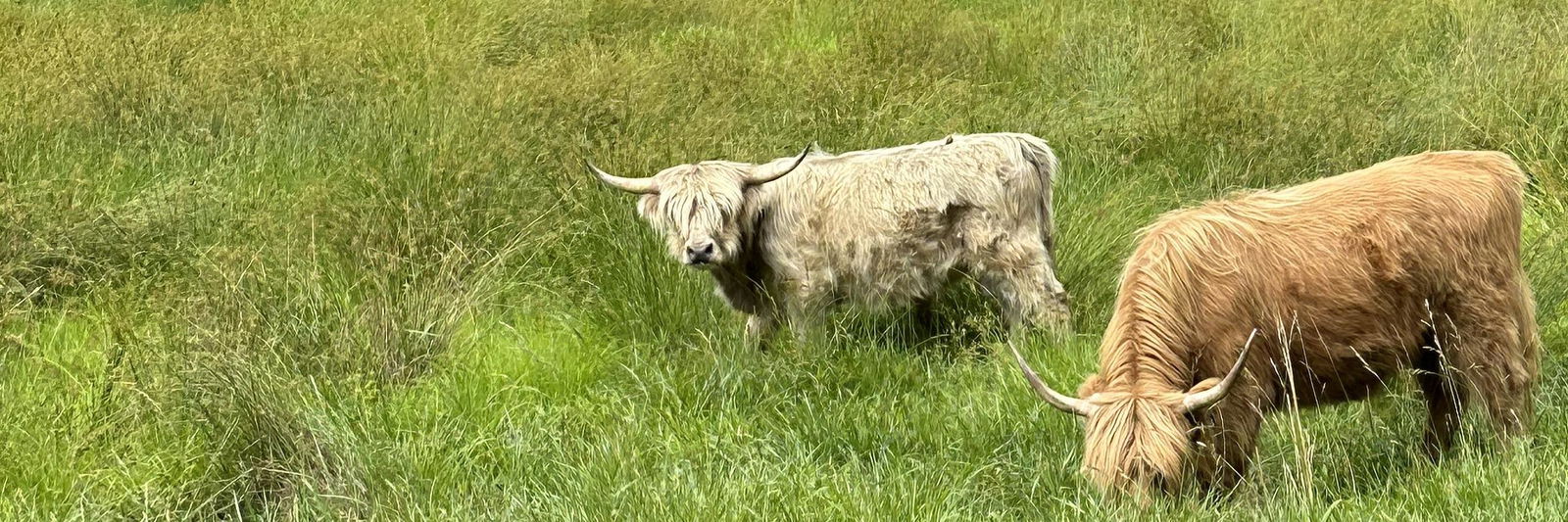 Chestnut Ridge Chester profile cover image