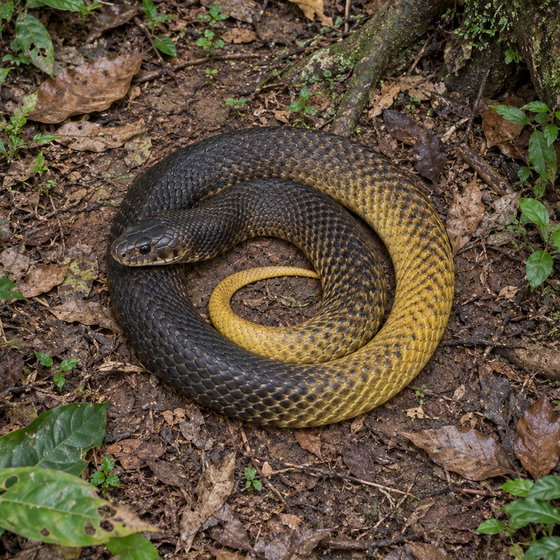 western indigo snake