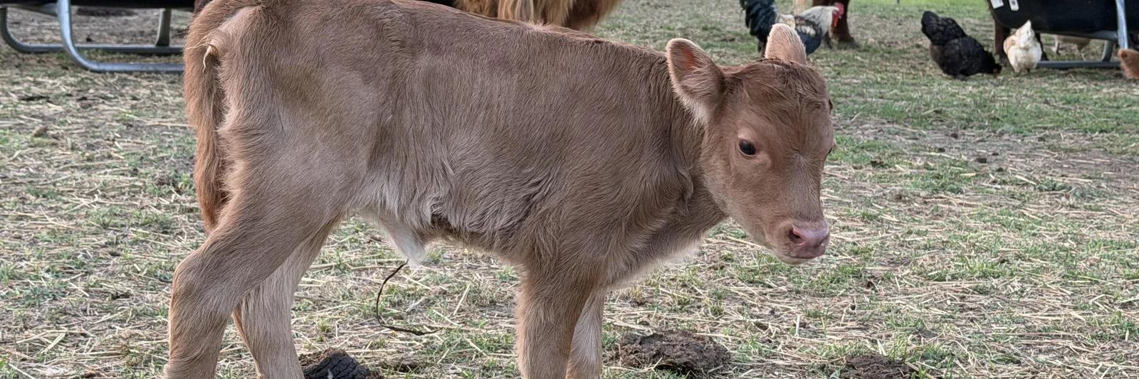 RBR Marigold profile cover image